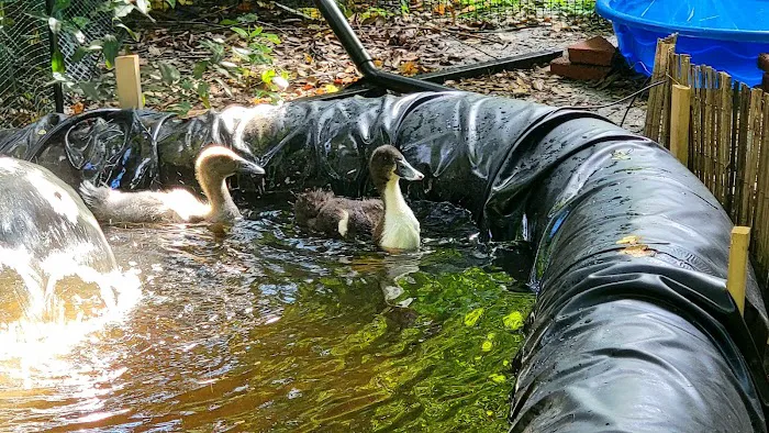 Deltona Animal Medical Center 10