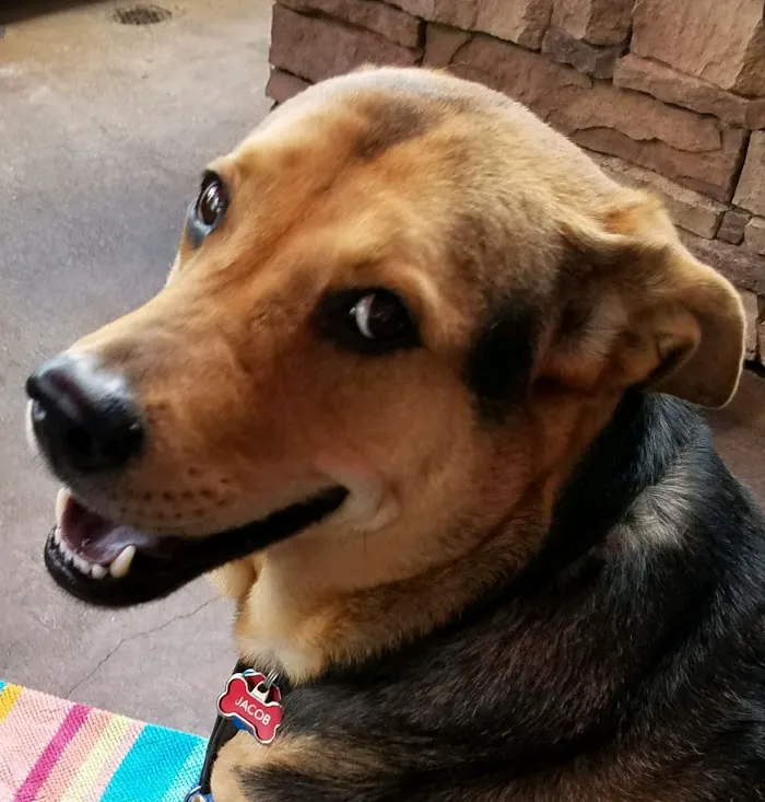 Geneva Oaks Animal Hospital 10