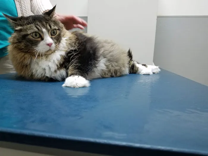 Cohen Veterinary Center 1