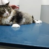Cohen Veterinary Center ico
