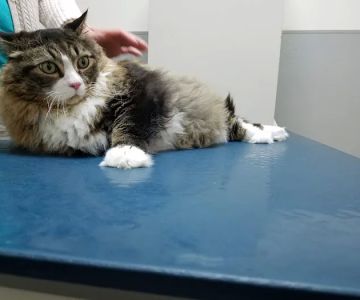 Cohen Veterinary Center