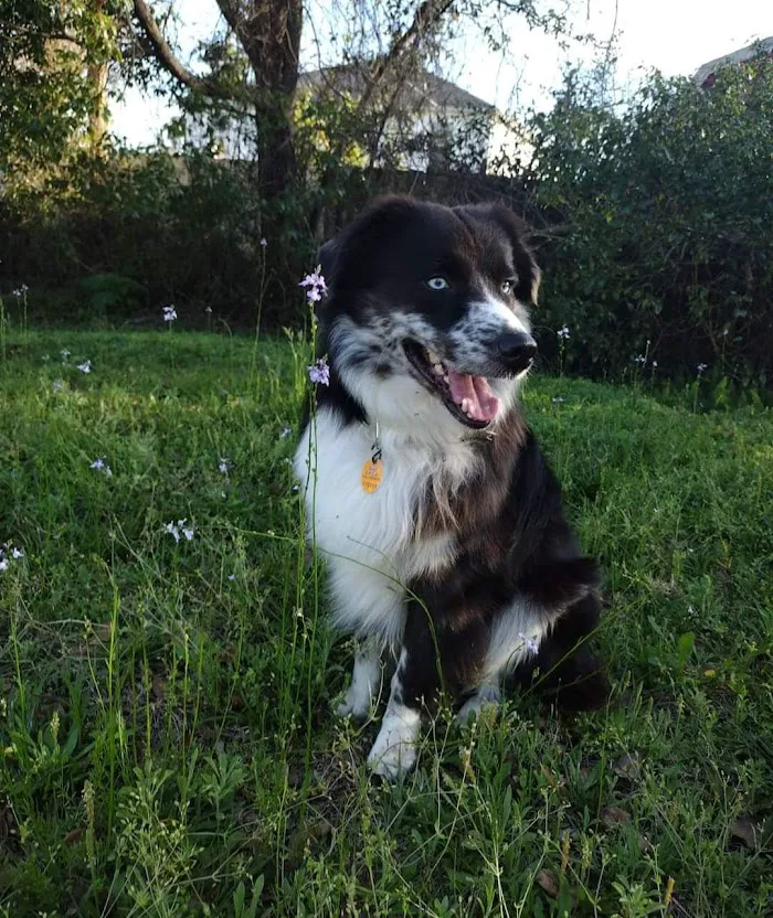 Cohen Veterinary Center 10