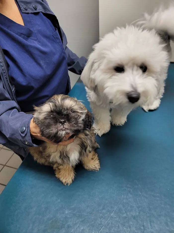 Cohen Veterinary Center 2