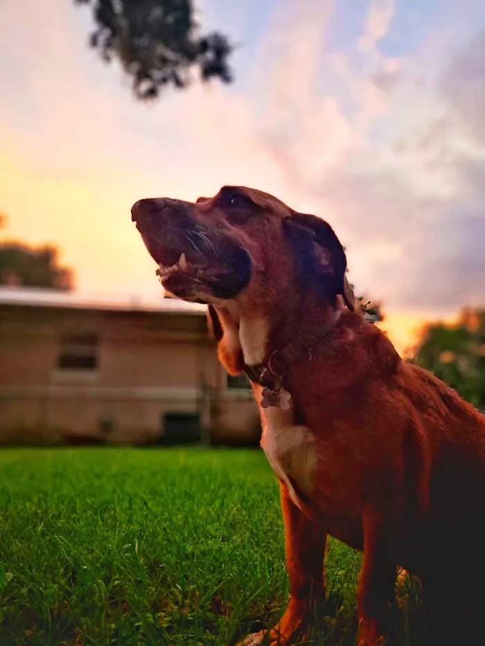 Volusia Veterinary Services 4
