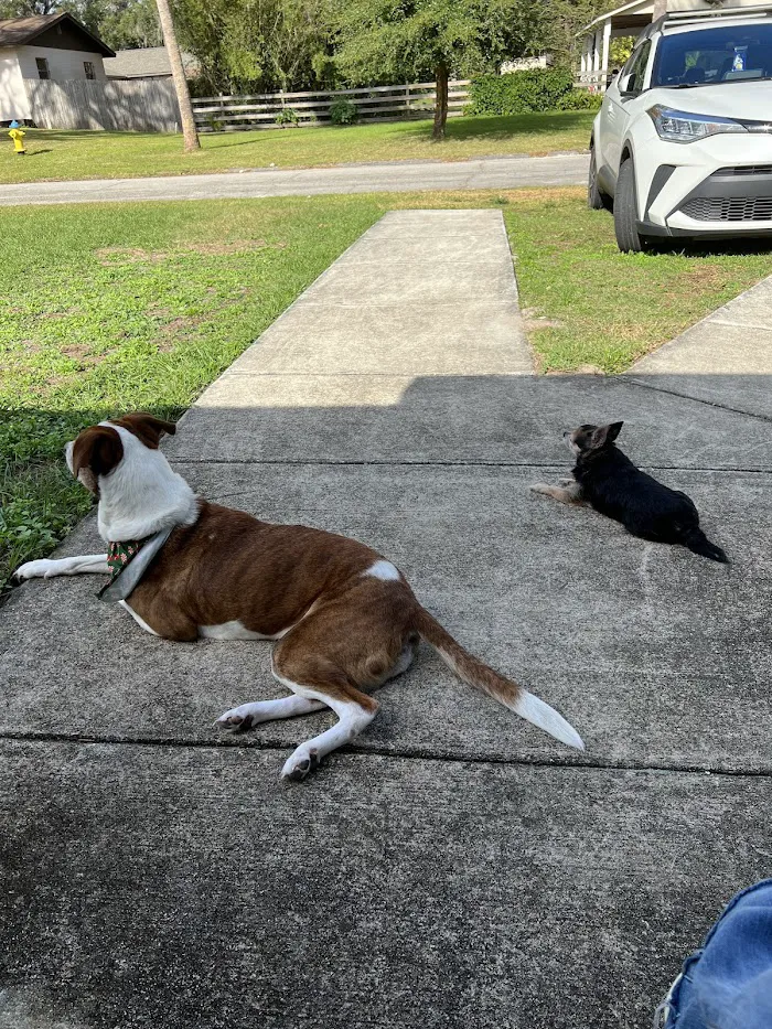 Volusia Veterinary Services 9
