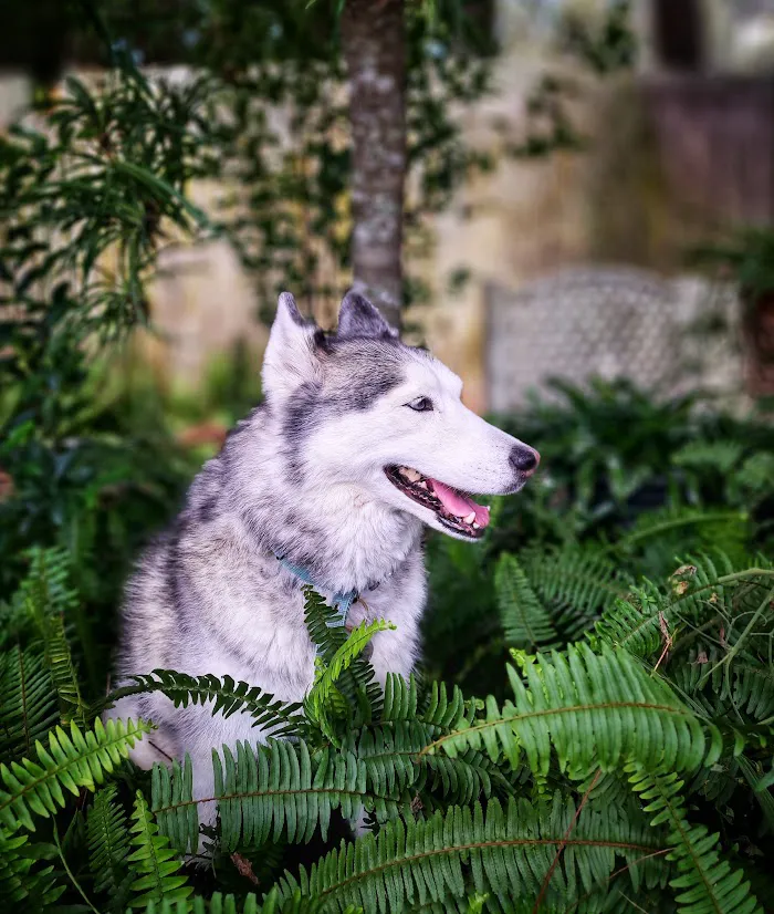 Volusia Veterinary Services 5