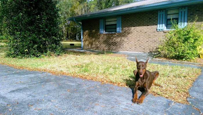 Volusia Veterinary Services 1