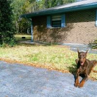 Volusia Veterinary Services ico