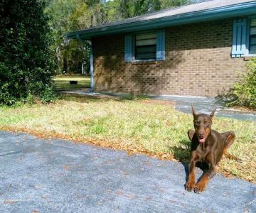 Volusia Veterinary Services