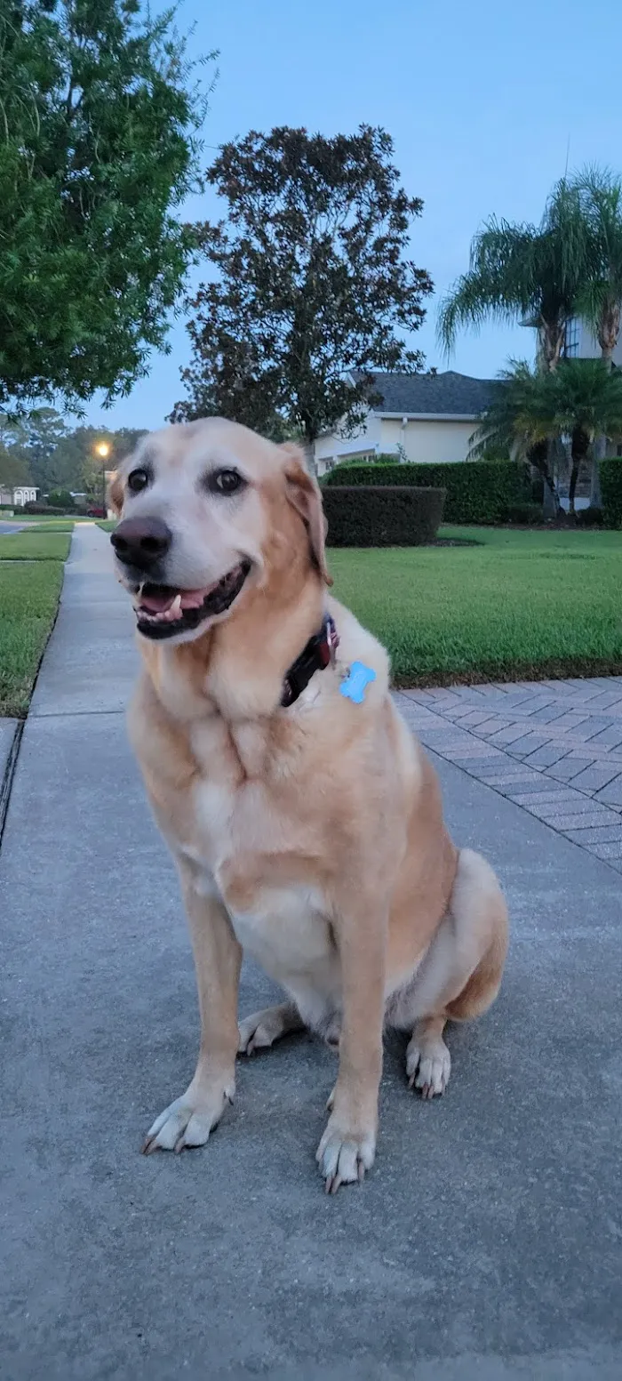 Volusia Veterinary Services 10