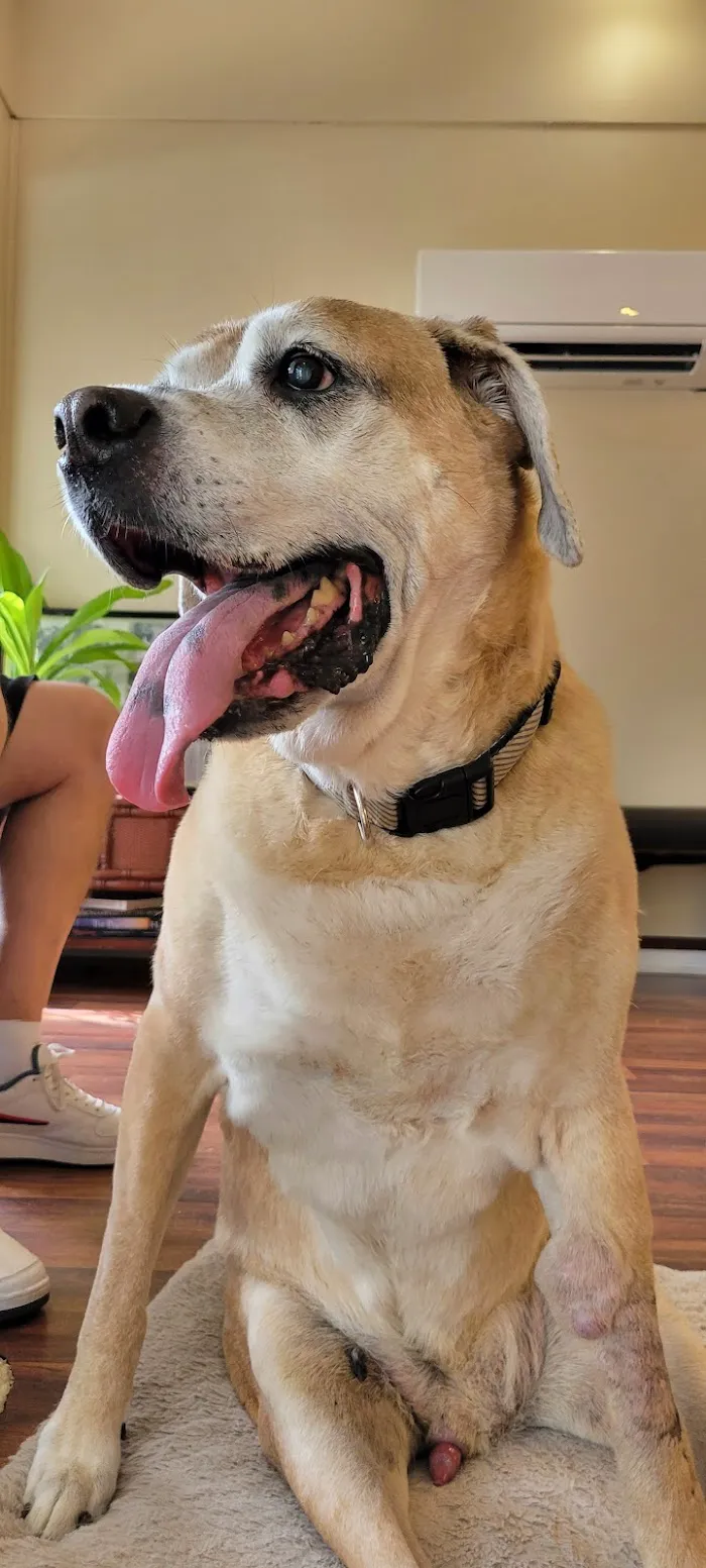 Volusia Veterinary Services 8