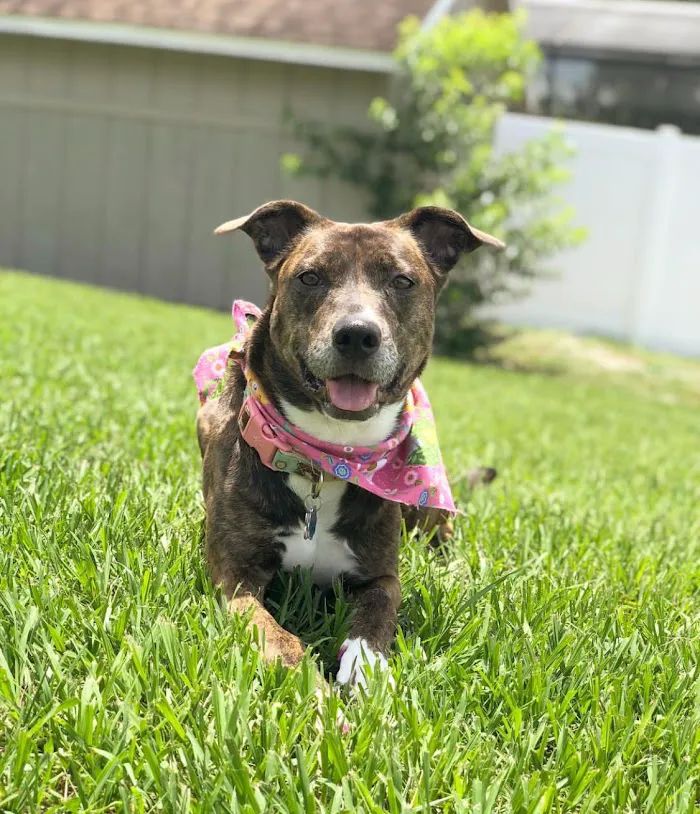 Spring Oaks Animal Care Center 12
