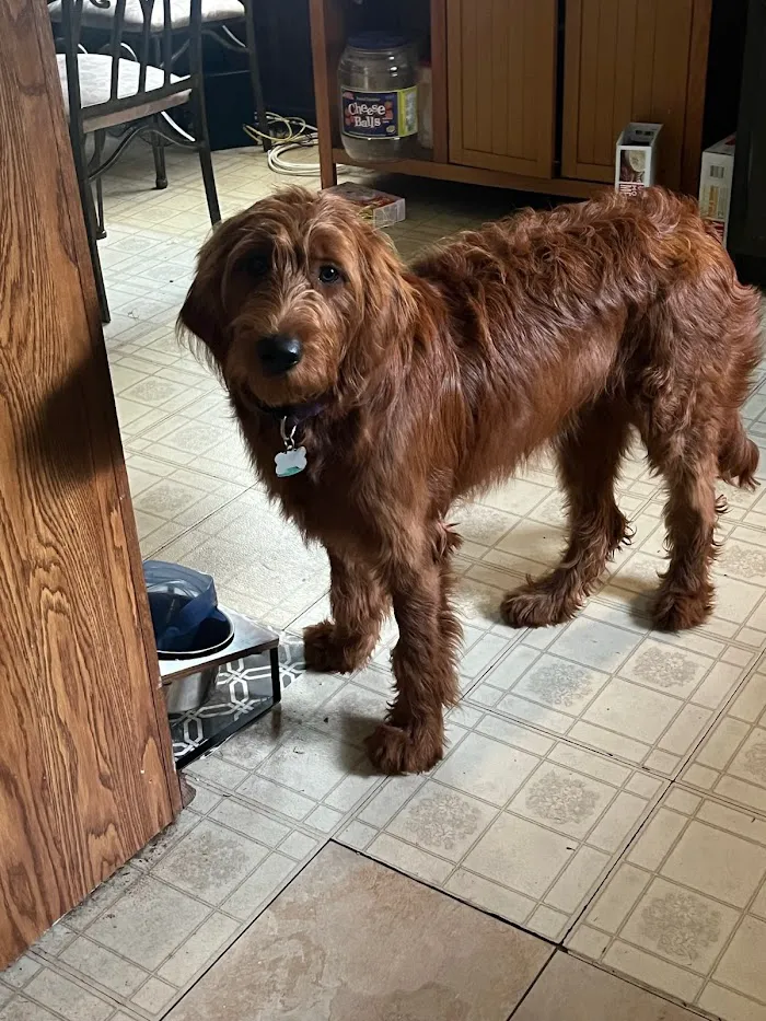 Spring Oaks Animal Care Center 12