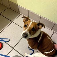 Spring Oaks Animal Care Center ico