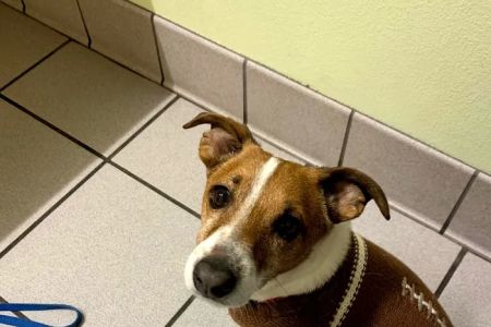 Spring Oaks Animal Care Center