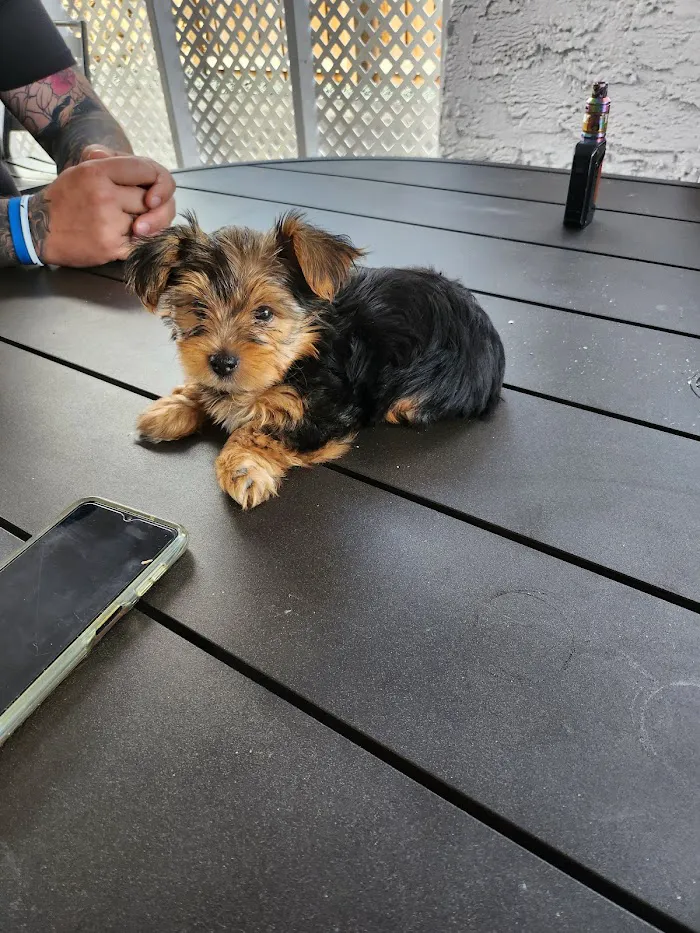 Spring Oaks Animal Care Center 12