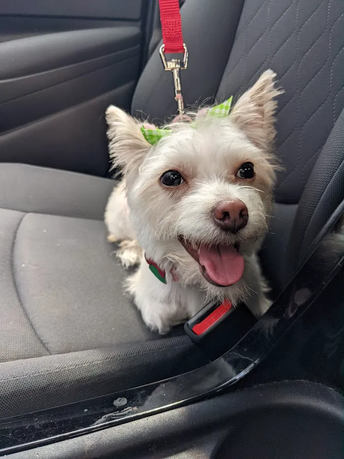 Spring Oaks Animal Care Center 12