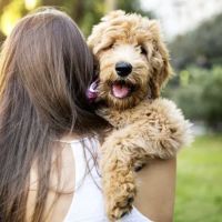 Obt-Orange Ave Pet Doc Hospital ico