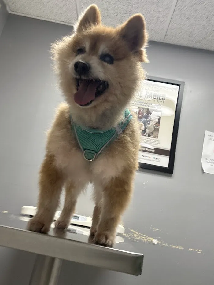 Obt-Orange Ave Pet Doc Hospital 12