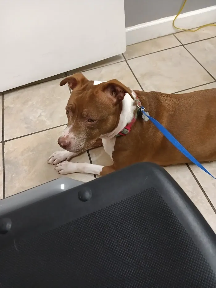 Obt-Orange Ave Pet Doc Hospital 12