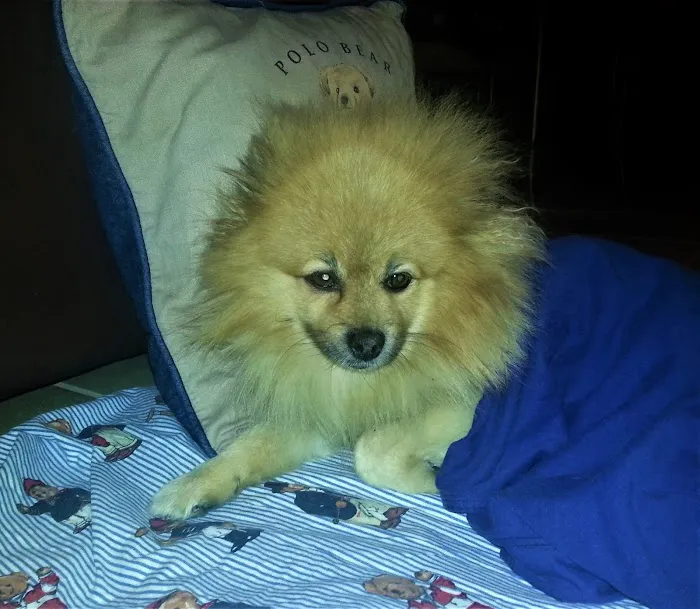 Obt-Orange Ave Pet Doc Hospital 12