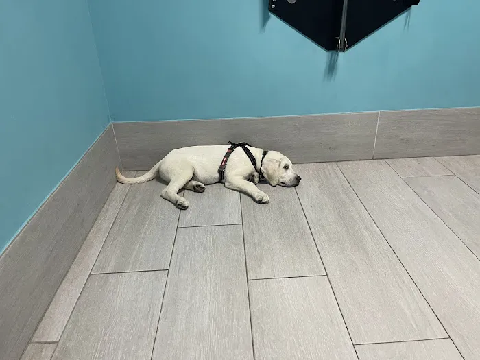 Salazar Veterinary Hospital 6