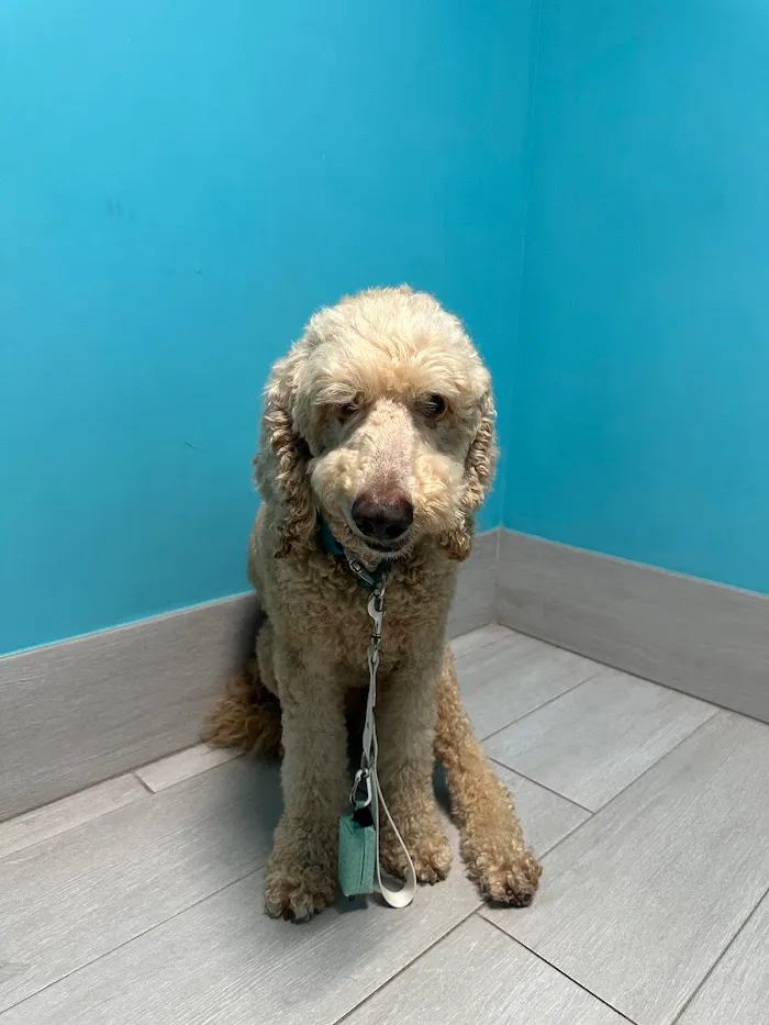 Salazar Veterinary Hospital 8