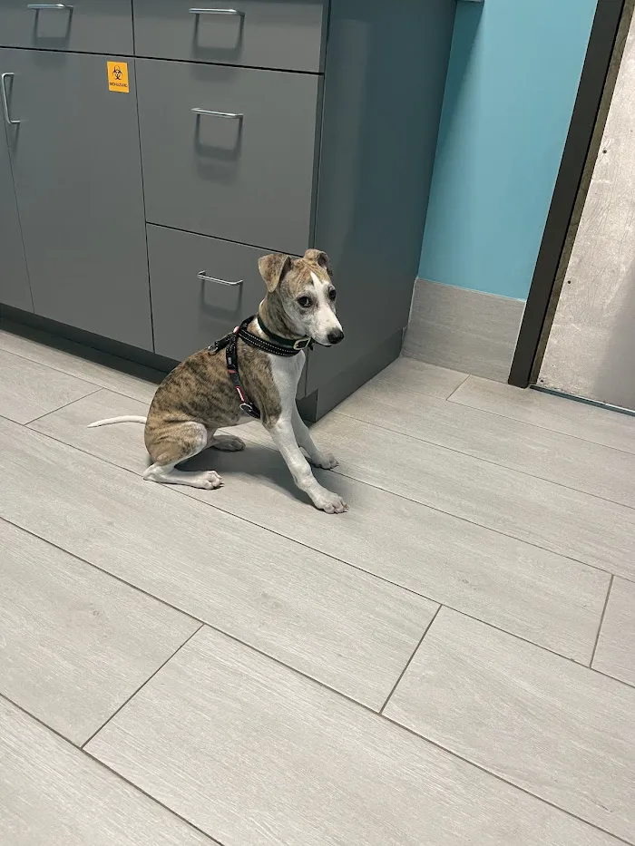 Salazar Veterinary Hospital 9