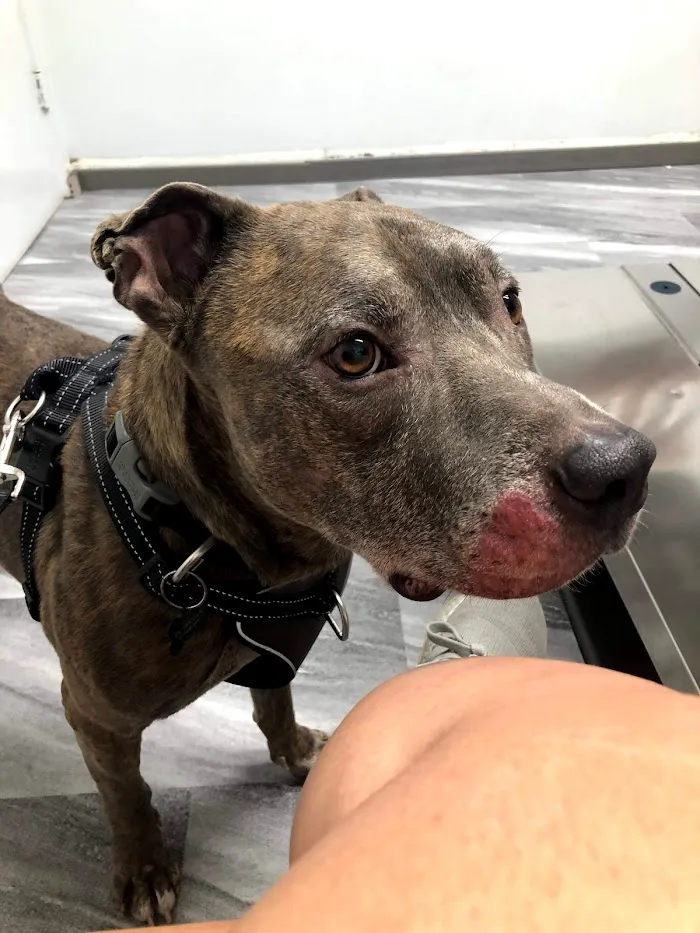 Pine Castle Animal Clinic 12