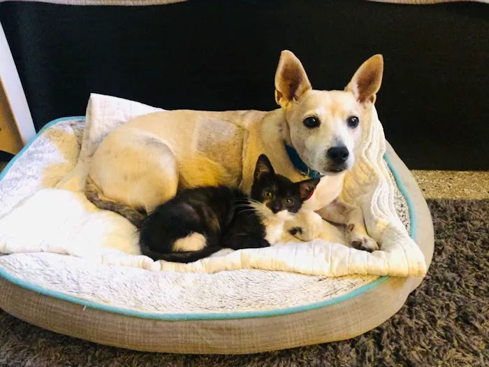 Conway Veterinary Hospital 12
