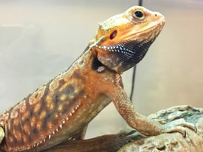 Exotic Animal Hospital of Orlando 12