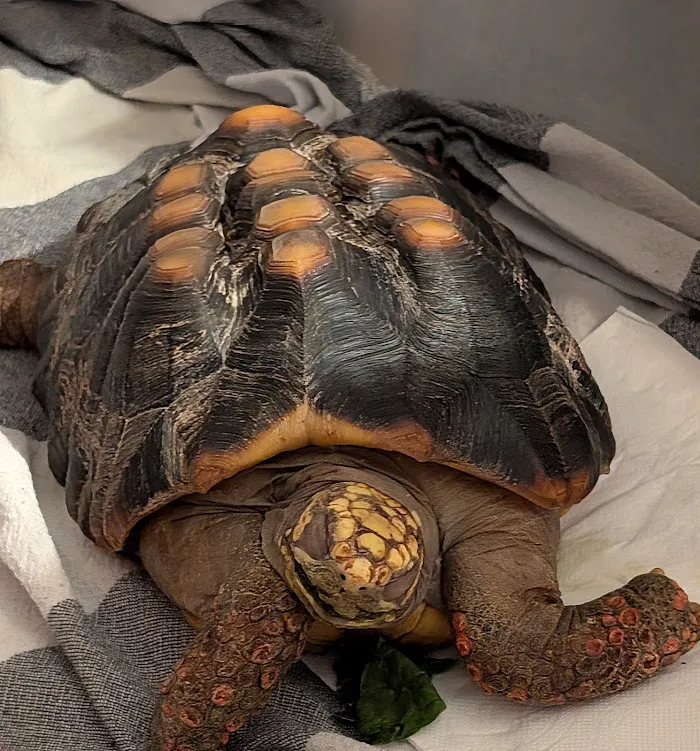 Exotic Animal Hospital of Orlando 12
