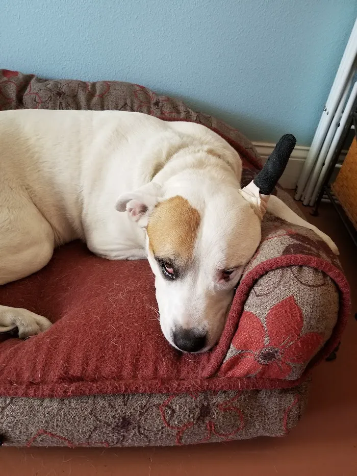 SODO Veterinary Hospital 12