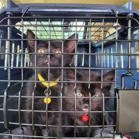 Central Florida Community Pet Clinic ico