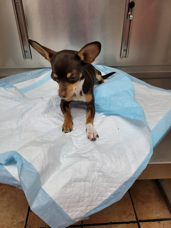 AA Animal Clinic 12