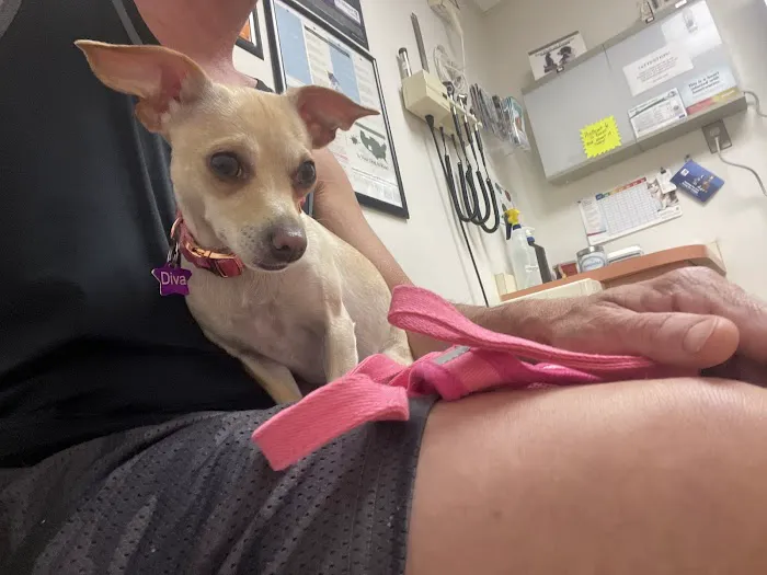AA Animal Clinic 12