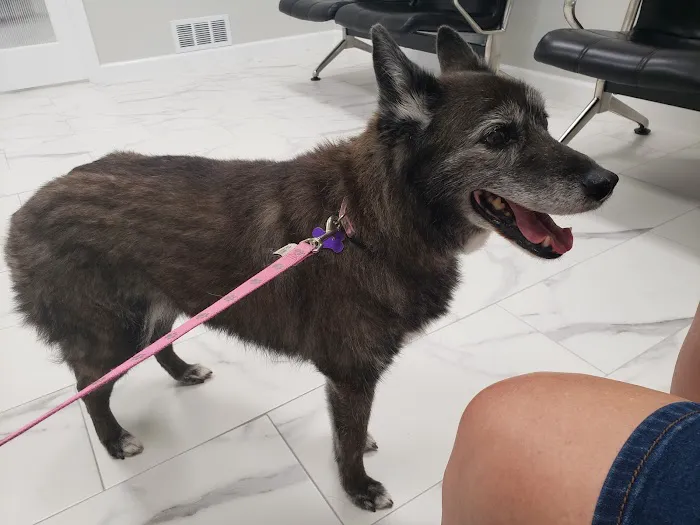 Pro Pet Animal Clinic 12