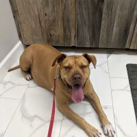 Pro Pet Animal Clinic ico