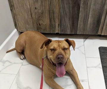 Pro Pet Animal Clinic