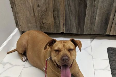 Pro Pet Animal Clinic