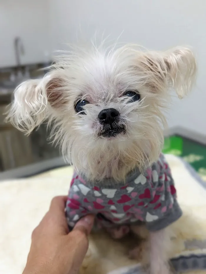 Pro Pet Animal Clinic 12