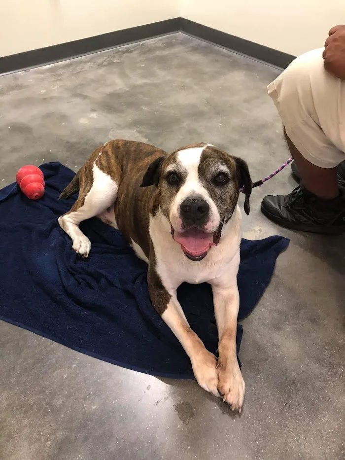 Vetco Total Care Animal Hospital 9