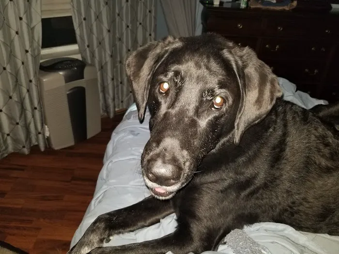 DeBary Animal Clinic 12