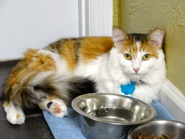 VCA Deltona Boulevard Animal Hospital 5