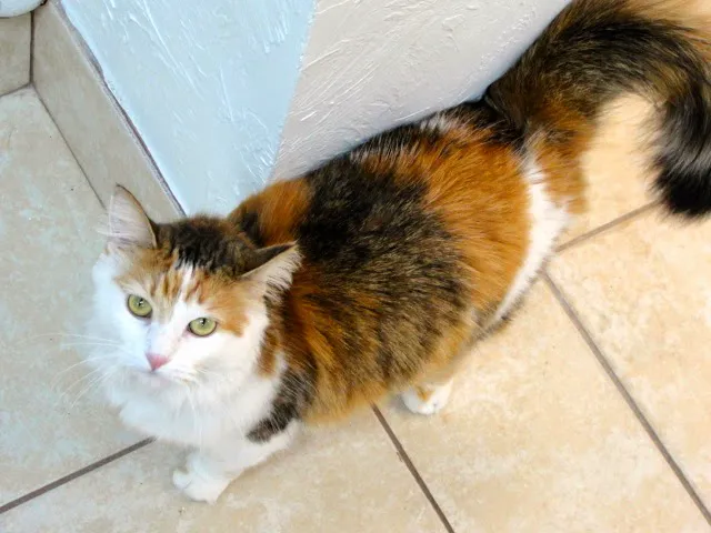 VCA Deltona Boulevard Animal Hospital 8
