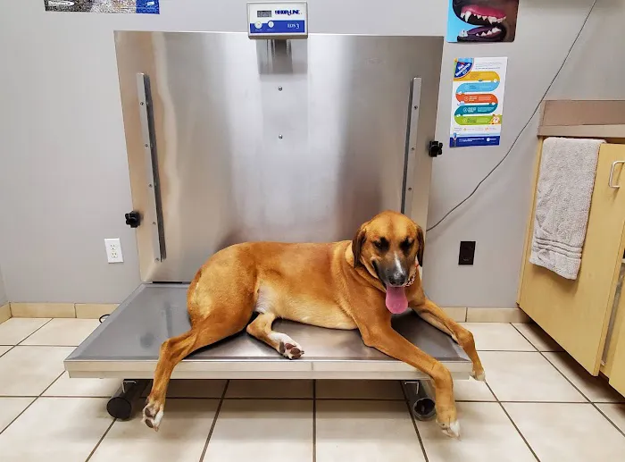 Pine Ridge Pet Clinic 3