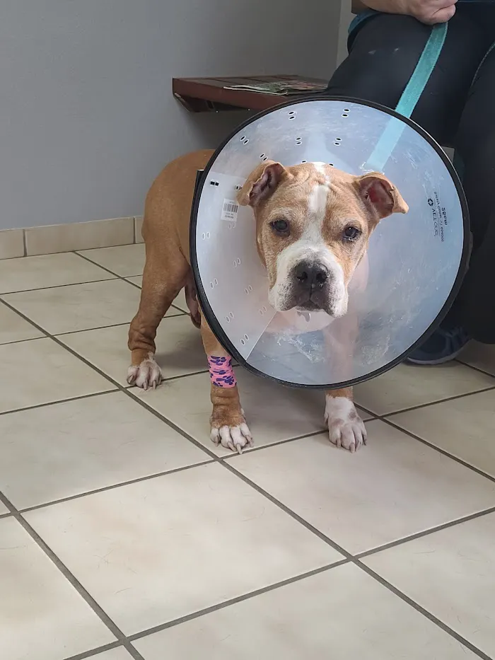 Pine Ridge Pet Clinic 5