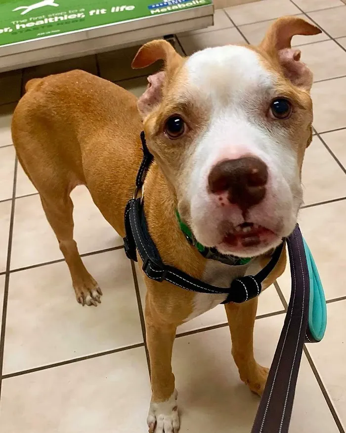 Pine Ridge Pet Clinic 8