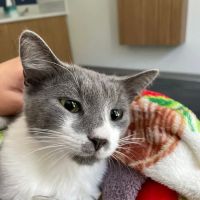 Animal Emergency Hospital DeLand ico