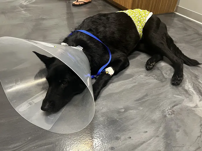 Animal Emergency Hospital DeLand 4